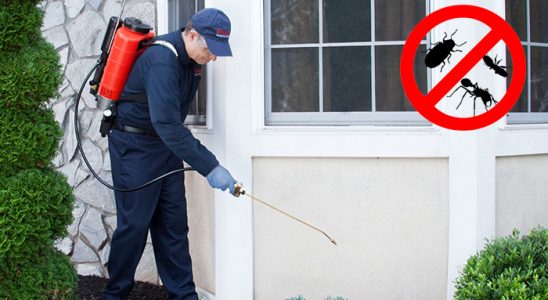 Güce Hamam Böceği İlaçlama böcek ilaçlama ve haşere kontrolü — ilaclama-tr.com